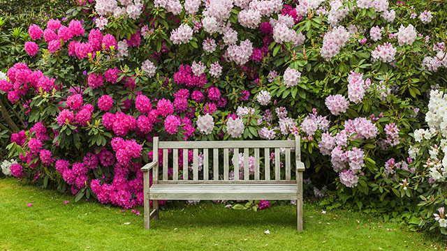 Rhododendronerde Die perfekte Erde für Rhododendron