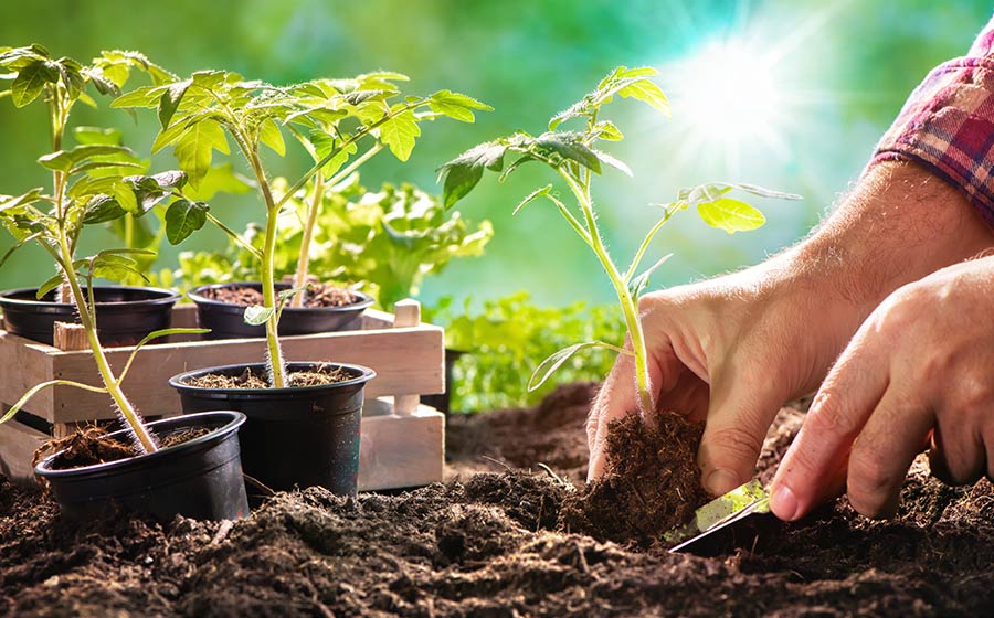 Blumenerde für Gemüsepflanzen wie Tomaten kaufen und liefern lassen