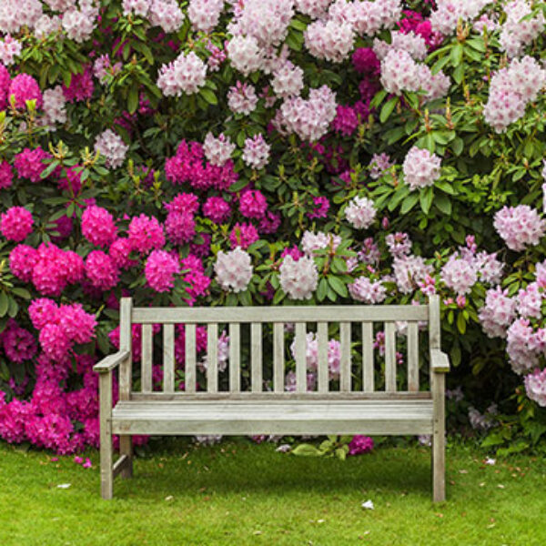 Rhododendronerde